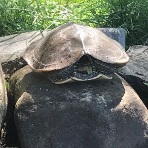 Meet your Posher, Maya